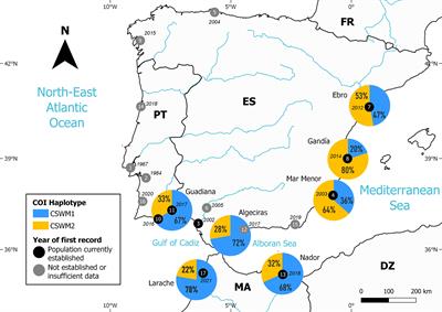 Free Pass Through the Pillars of Hercules? Genetic and Historical Insights Into the Recent Expansion of the Atlantic Blue Crab Callinectes sapidus to the West and the East of the Strait of Gibraltar